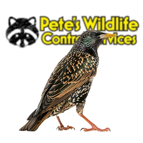 Bird Animal Control York PA