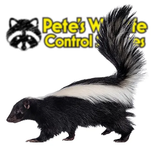 Skunk Animal Control York PA