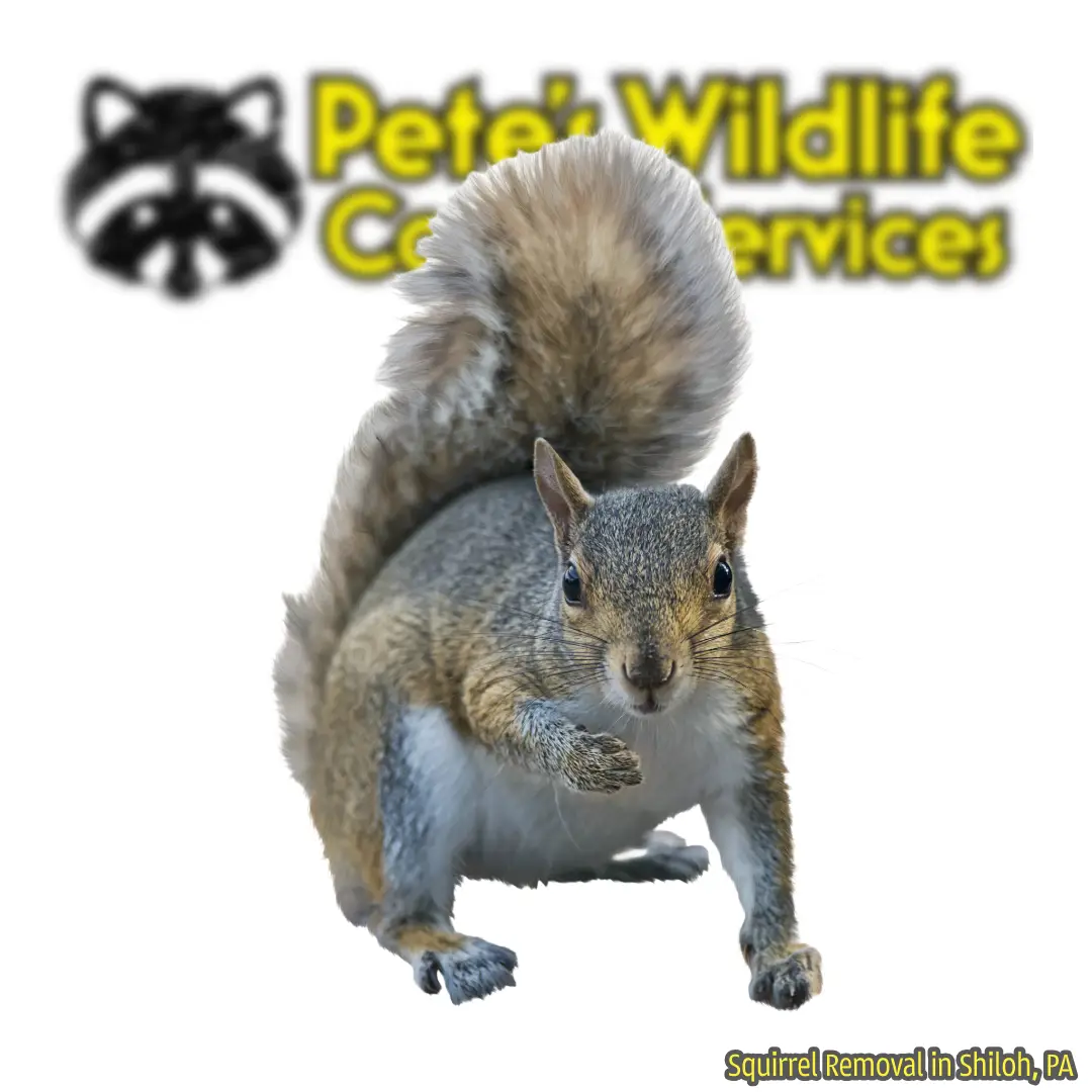 Squirrel Removal & Trapping