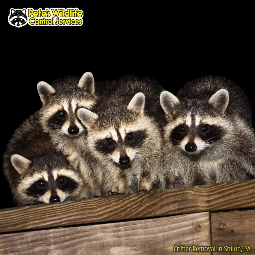 Critter & Animal Control Shiloh PA