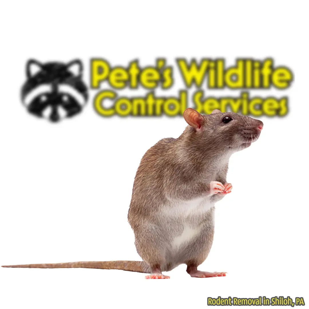 Rodent Control