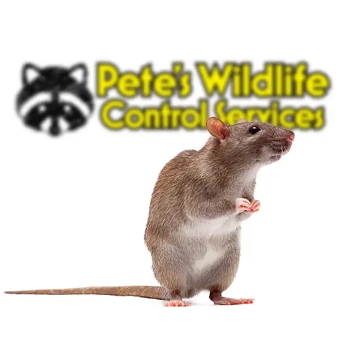 Rat Trapping Near Me