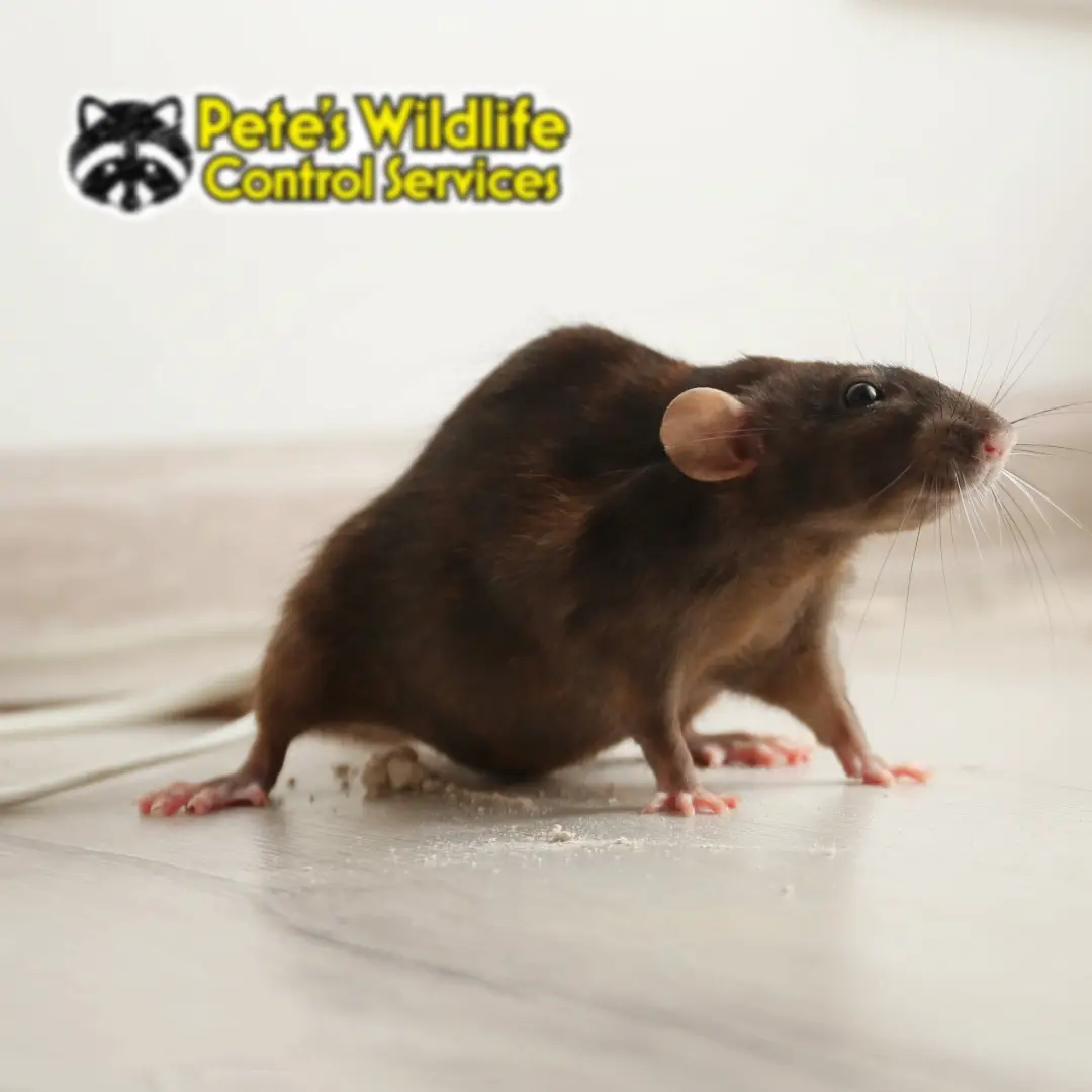 Pete The Rat Trapper Near Me