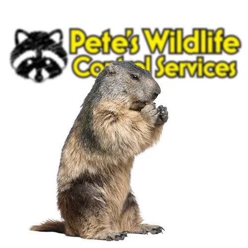 Groundhog Animal Control York PA