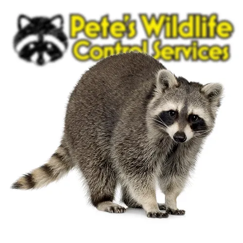 Raccoon Animal Control York PA
