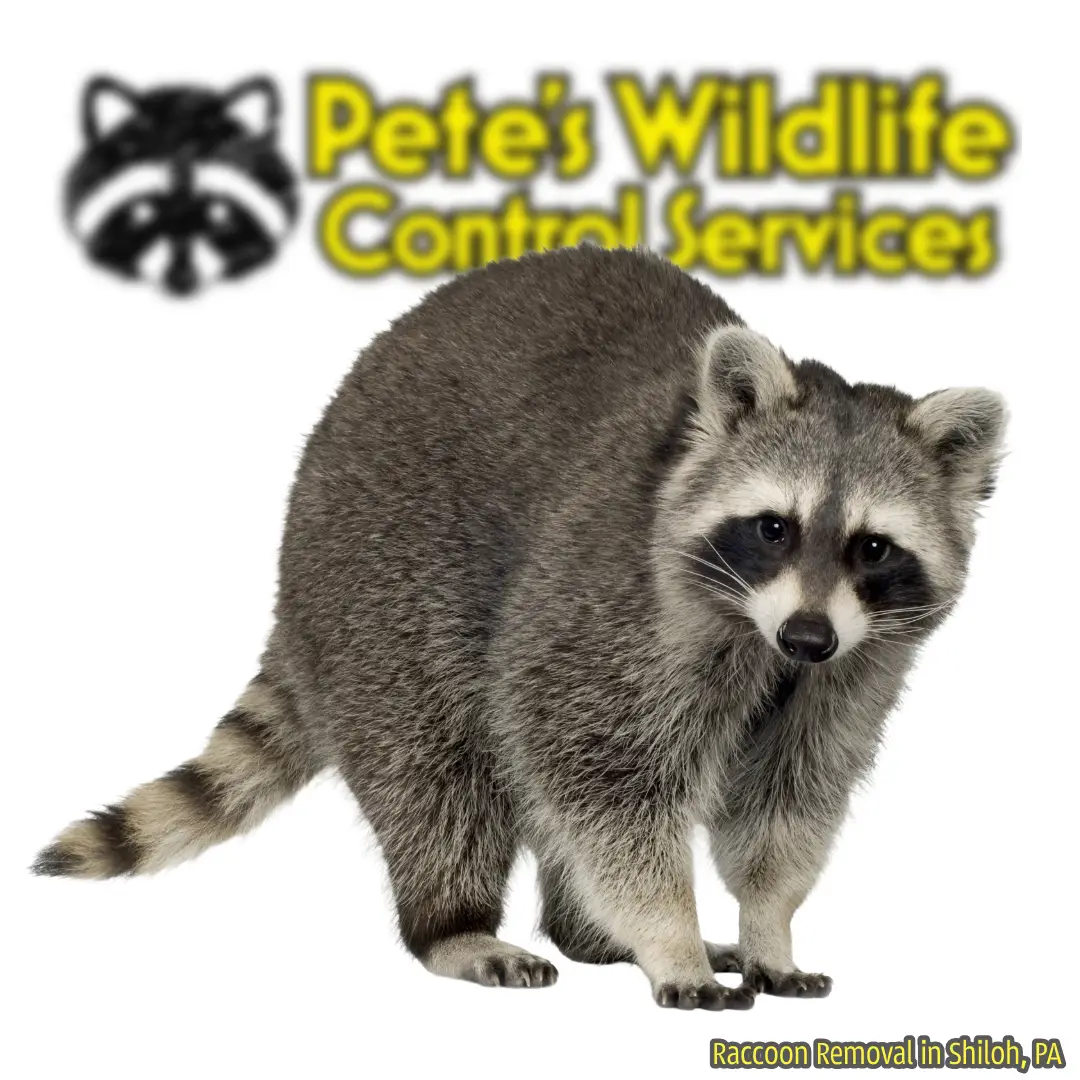 Raccoon Removal & Trapping