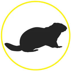 Groundhog Trapping & Removal York, PA