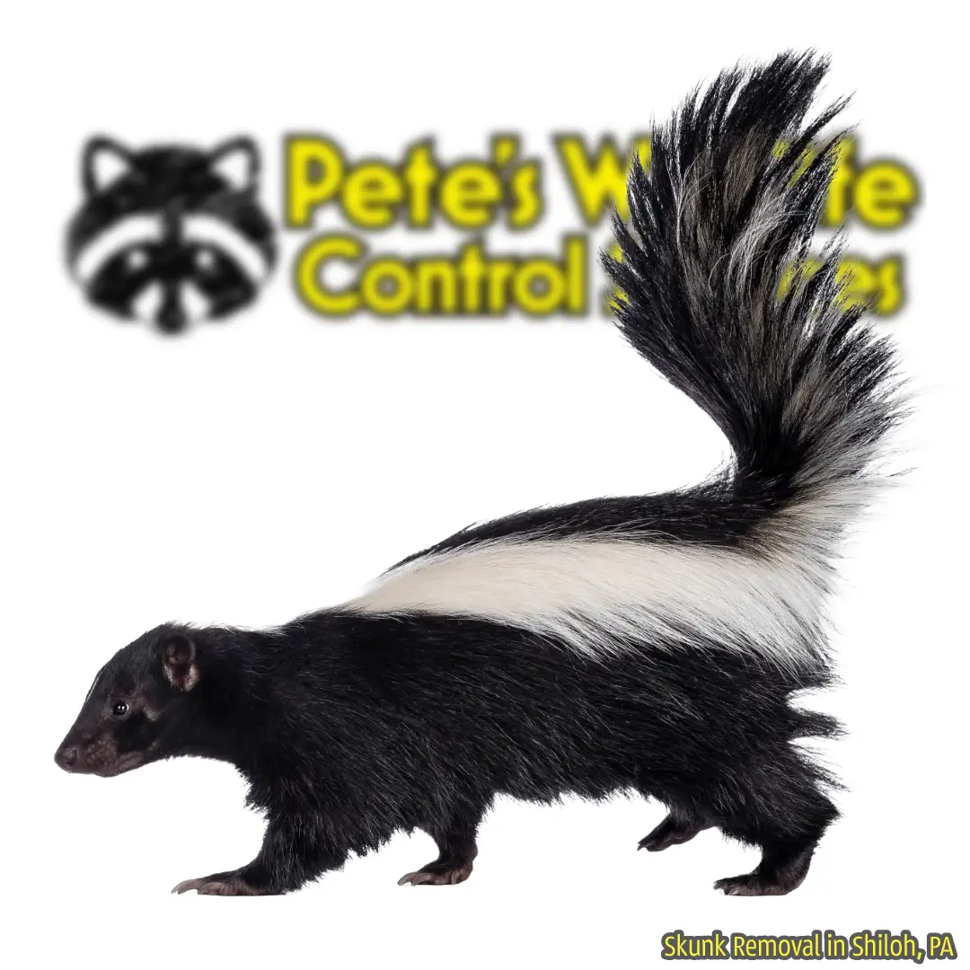 Skunk Removal