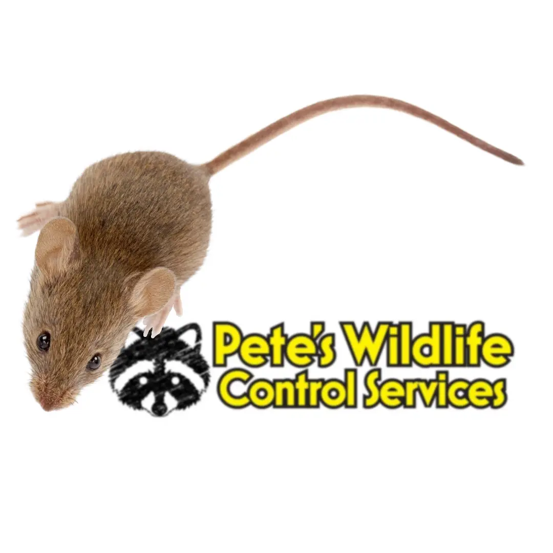 Mouse Trapping Near Me
