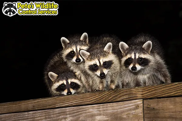 Pete's Wildlife Control Service