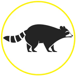 Raccoons