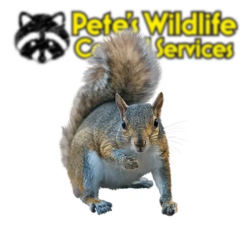 Squirrel Animal Control York PA