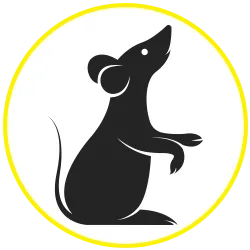 Rodents